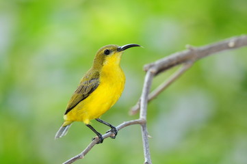 Female Sunbird On A Perch