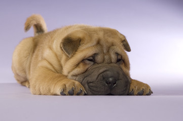 Shar-Pei puppy isolated on purple background
