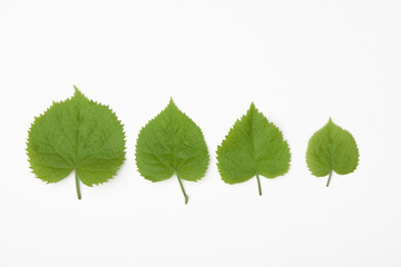 Fototapeta premium for different leaves