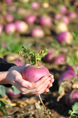 Turnip in the hands