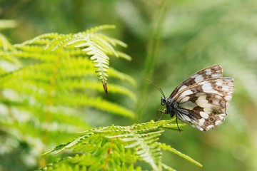 Melanargia galatea on a fern