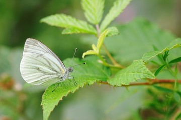Pieris napi on bramble branch © tom25580