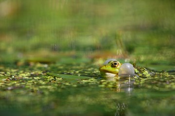 Frog singing in the pond