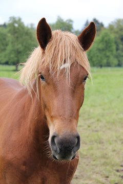 pferd