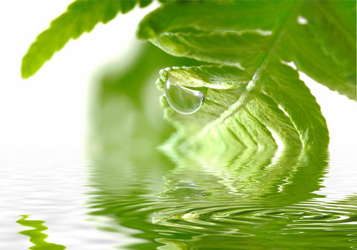 Farn vor Weiss mit Wassertropfen Dryopteris filix-mas Wurmfarn