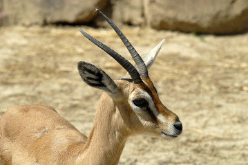 gacela