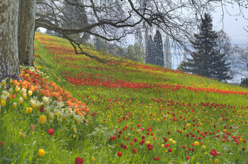 Tulpenlwiese