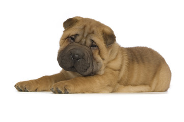 Shar-Pei puppy isolated on white background © Paul Cotney