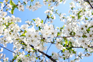 Obraz premium Beautiful cherry blossom against blue sky