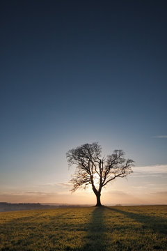 Silhouetted single tree at sunset