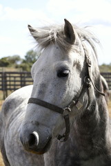 Fototapeta premium cheval camarguais
