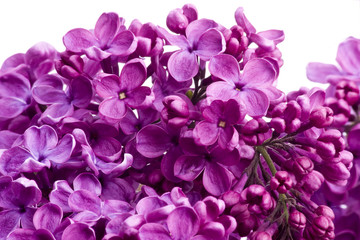 Flieder Blüten wd701