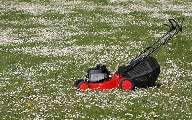 tondeuse, herbe, jardin, pelouse, gazon, couper