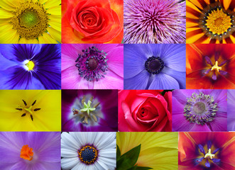 Obraz premium Flowers Collage