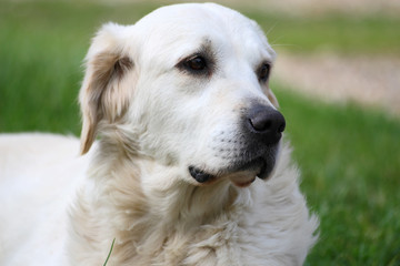 golden retriever