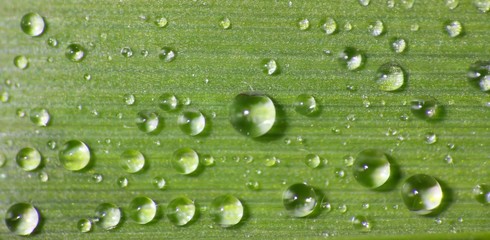 Wassertropfen auf Bambusblatt - Lotoseffekt
