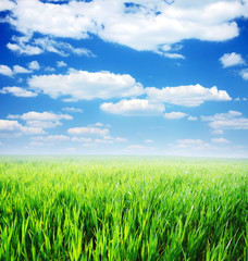 Obraz premium Spring day... field of green grass and blue cloudy sky