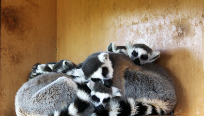 monkeys sleeping safely