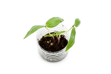 plastic bottle and Sprout