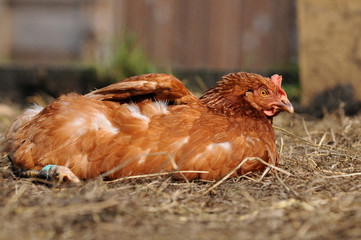 liegendes Huhn