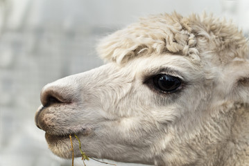 Closeup portrait of white Alpaca