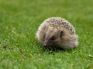 Hedgehog 1