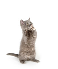 gray kitten on white background