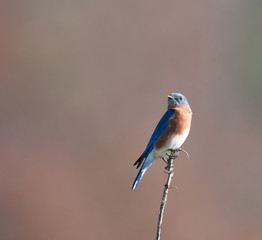 Eastern bluebird sitting on post