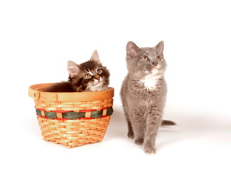 Fototapeta na wymiar Cute kitten sitting in a basket while another looks on