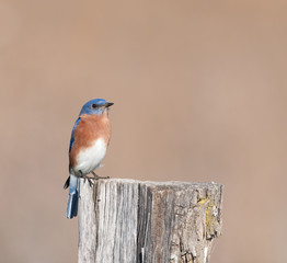 Eastern bluebird sitting on post