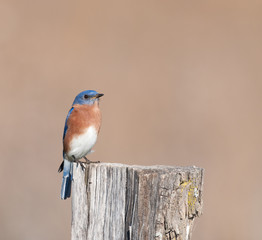 Eastern bluebird sitting on post