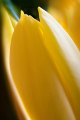 Żółty tulipan widok makro © wideonet