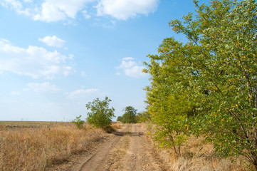 rural road between wood and field