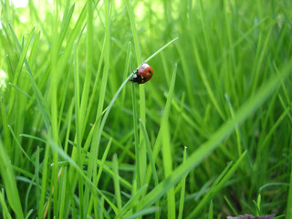 ladybug macro in grass