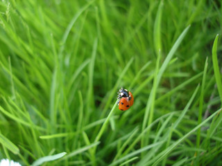 Fototapeta premium ladybug macro in grass