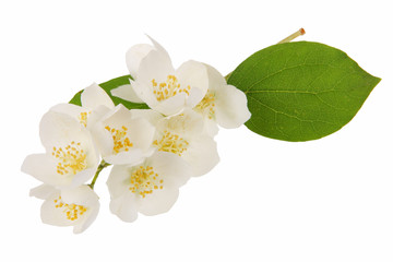 Jasmine flowers isolated in white