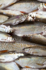 Pêche et poissons du marché