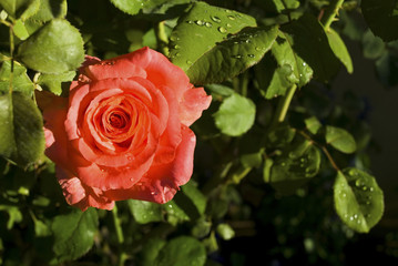 morning rose