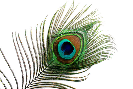 Fototapeta plume de paon