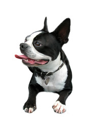 Smiling Boston Terrier