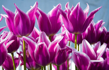 Purple Tulips
