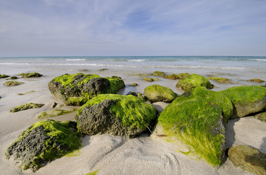 Rocky beach with seaweed, Santa Maria, cuba