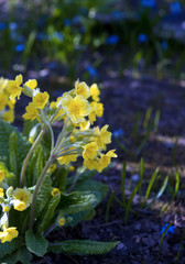 Primula veris