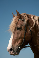 Obraz premium Portrait of a favourite horse