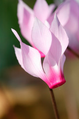 pink cyclamen  flower in spring
