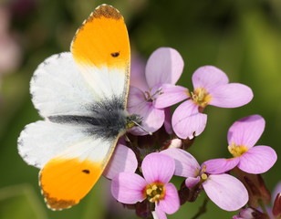 Papillon