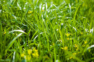 Grass background