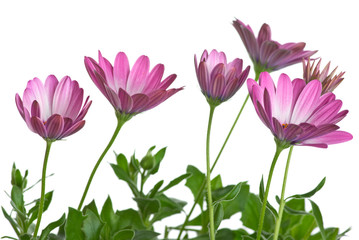 Obraz na płótnie Canvas Few pink arctotis flowers