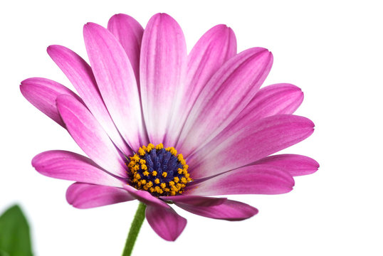 Closeup shot of pink arctotis flower
