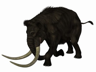 Mammut